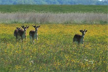 Butterblumenwiese