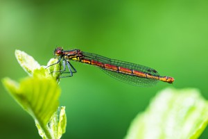 Frühe Adonislibelle