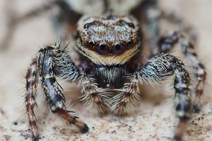 Springspinne (Portrait)