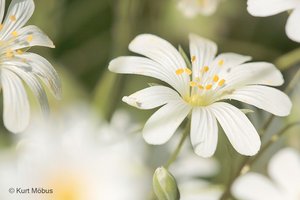 Große Sternmiere (Stellaria holostea)