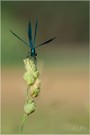 Gebänderte Prachtlibelle  (Calopteryx splendens)