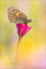 Coenonympha pamphilus