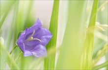 Pfirsichblättrige Glockenblume