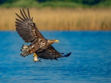 Fast adulter Seeadler