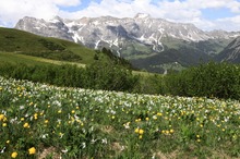 Narzissen und Trollblumen