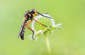 Kleine Wolfsfliege (Molobratia teutonus)