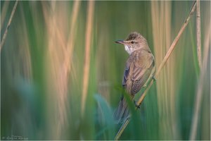 -- Drosselrohrsänger --