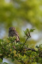 Steinkauz im Birnenbaum