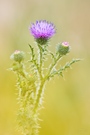 Distel