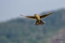 Singende Feldlerche im Sinkflug