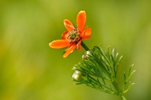 Das Sommer-Adonisröschen..