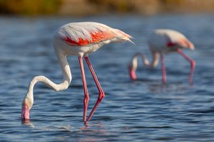 Rosaflamingo – Phoenicopterus roseus