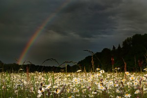 Regenbogen über der Blumenwiese