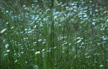 Wilde Gräser-Margeritenwiese am Abend