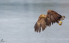 Seeadler im Anflug