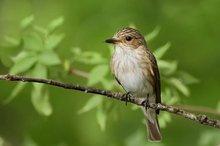 Der Grauschnäpper in seinem Revier