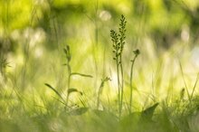 Das große Zweiblatt hält nicht viel von Abstandsregeln!