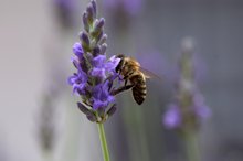 Fleisiges Bienchen