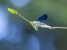 Blauflügel Prachtlibelle