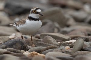 Flussregenpfeifer – Charadrius dubius