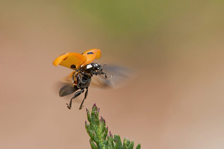 Glückskäfer flieg