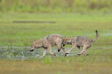 Wolfwelpen vom letzten Jahr