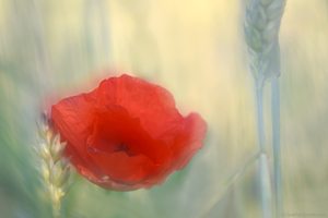 Mohn im Kornfeld