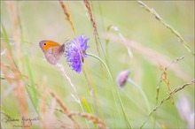 Ochsenauge in der Blumenwiese