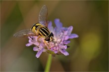 „Schwebfliege auf Skabiose“