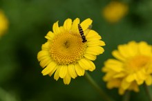 Gelbe Blüte  mit Insekt