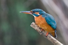 Eisvogel Brandenburg