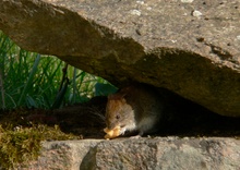 Maus in der Klemme ?