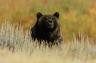 Grizzly vom September