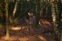 Die zwei Rehe