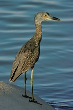 Night-Heron