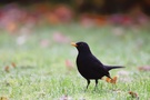 Schwarzdrossel (Turdus merula)