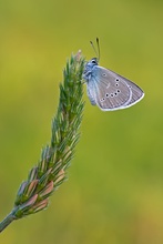 Bläuling zum Einstand