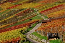 Sonne im Weinberg