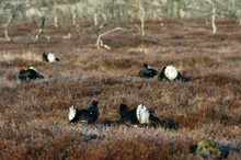 Balzende Birkhähne im Südschweden