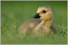 Kanadagans (Branta canadensis)