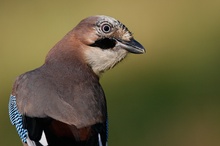 Eichelhäher | Garrulus glandarius