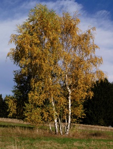 ~ Herbstimpressionen VI ~