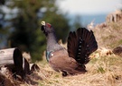 Liebestoller Auerhahn im Harz