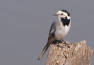 Bachstelze (Motacilla Alba)