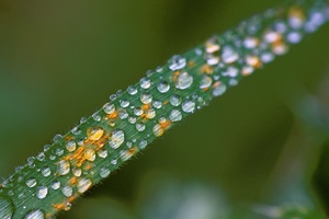 Gras mit Tropfen und?