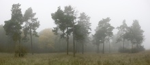 Kiefern im Herbstnebel