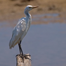 Kuhreiher (Bubulcus Ibis) in der Mauser