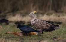 Seeadler