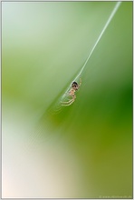 und noch eine für Pascale...  Gartenkreuzspinne *Araneus diadematus*