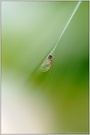 und noch eine für Pascale...  Gartenkreuzspinne *Araneus diadematus*